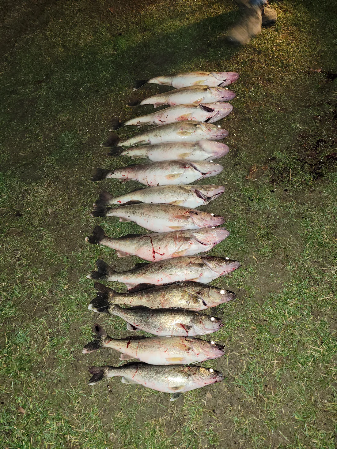 6-Hour Guided Fishing Trip for 5 – $825 Group Rate